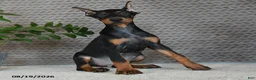 Doberman Pinscher dogs for sale: Birch - Ad 5