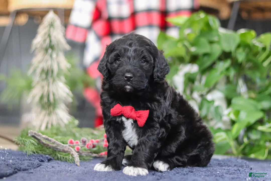 Portuguese Water Dog dogs for sale: Carson - Ad 3