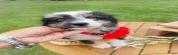 Aussiedoodle dogs for sale: Sugar Melon - Ad 5
