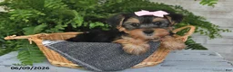 Yorkshire Terrier dogs for sale: Ashley - Ad 3