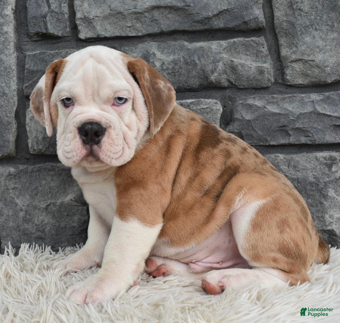 Beabull dogs  Bubba - Ad 1