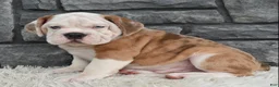 Beabull dogs for sale:  Bubba - Ad 1