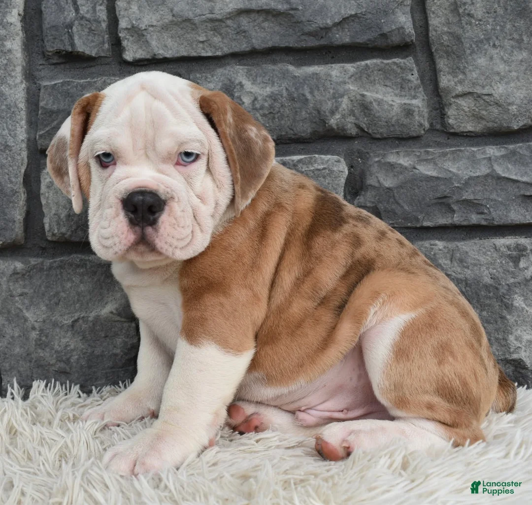 Beabull dogs for sale:  Bubba - Ad 1