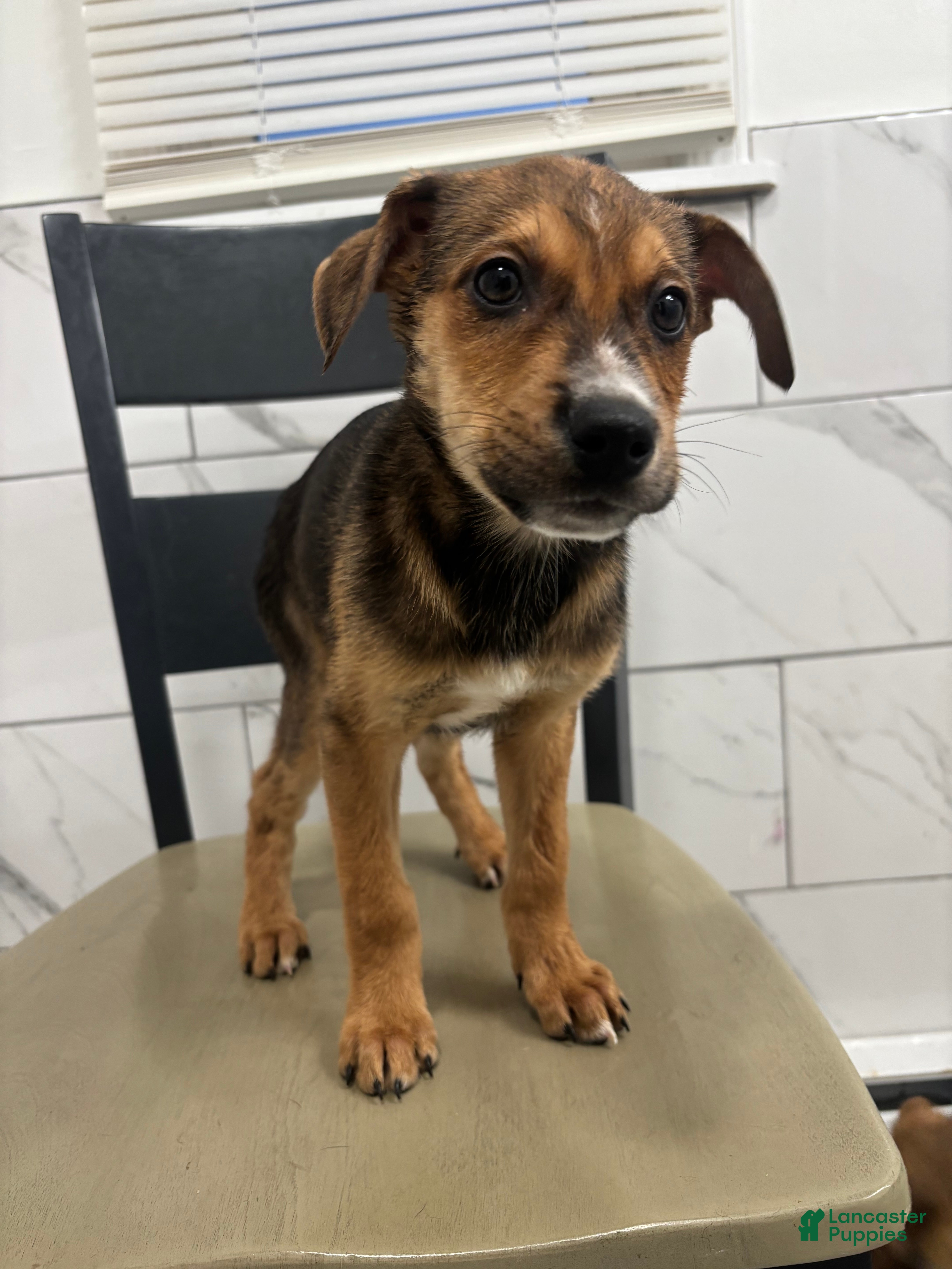 Mixed Breed dogs Mixed Breed Puppy 5 - Ad 2