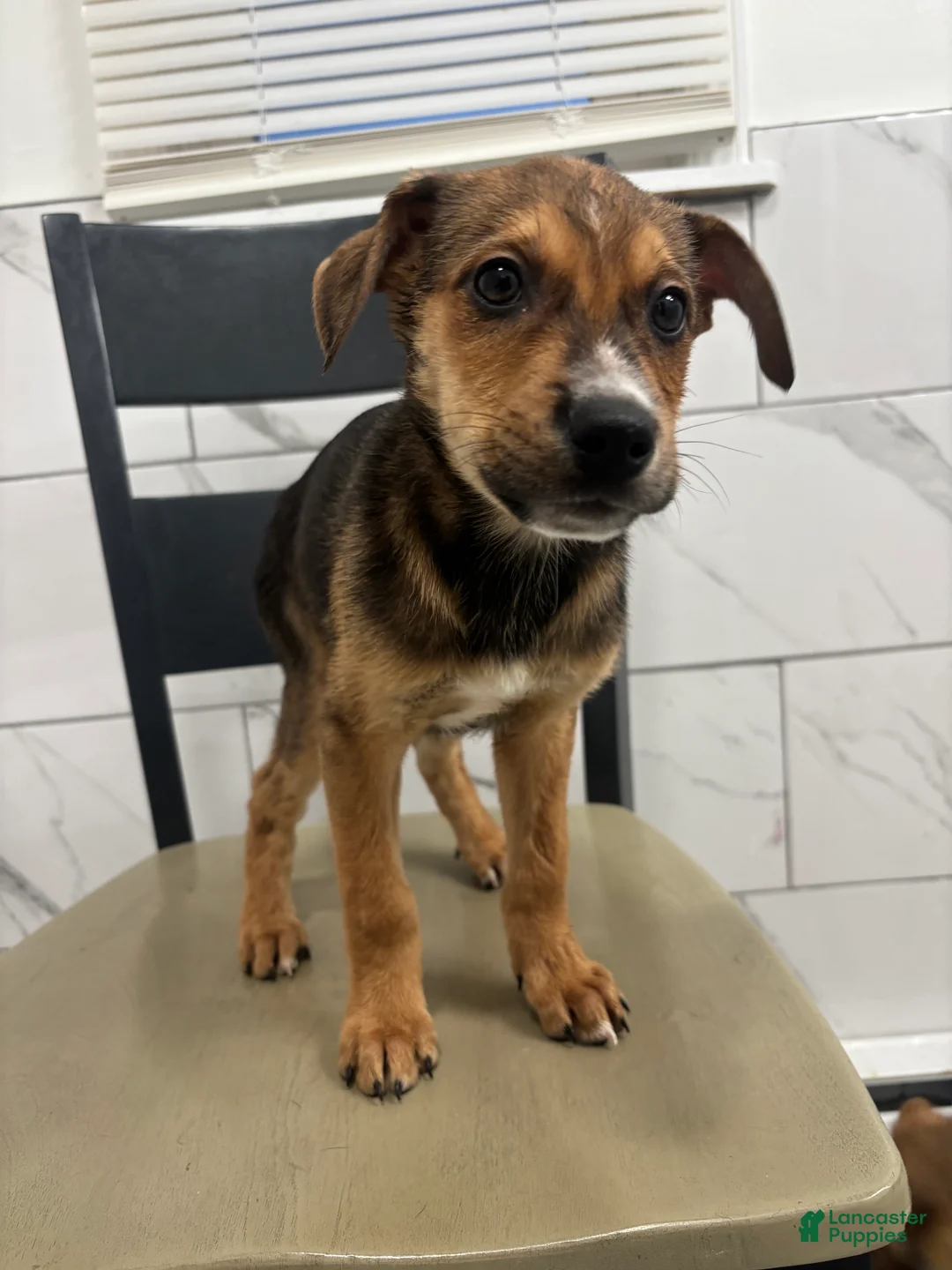 Mixed Breed dogs for sale: Mixed Breed Puppy 5 - Ad 2