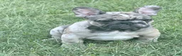 French Bulldog dogs for sale: French Bulldog 2 - Ad 8