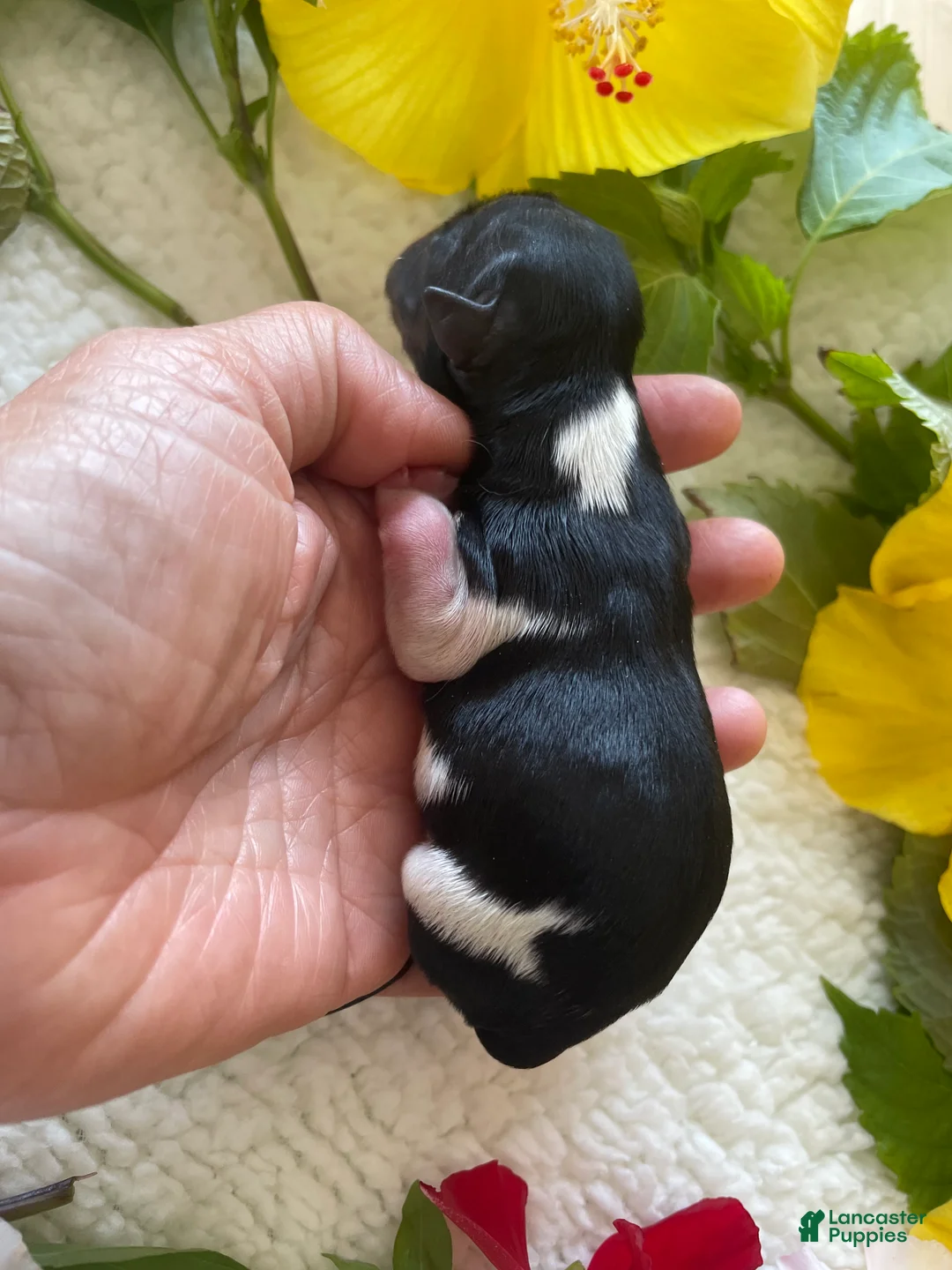 Biewer Terrier dogs for sale: Biewer Terrier. DIVA - Ad 1