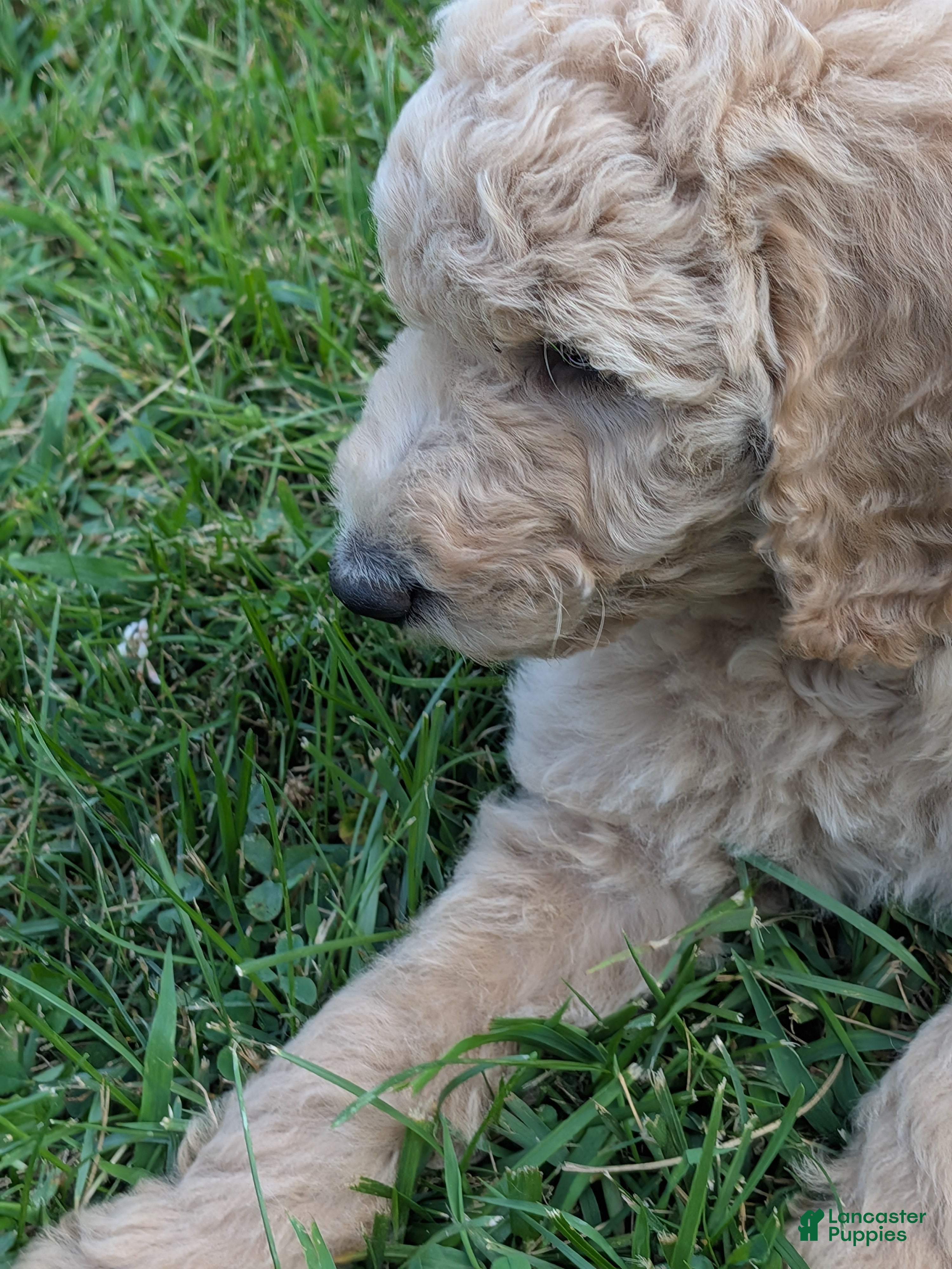 Goldendoodle dogs Petunia - Ad 2