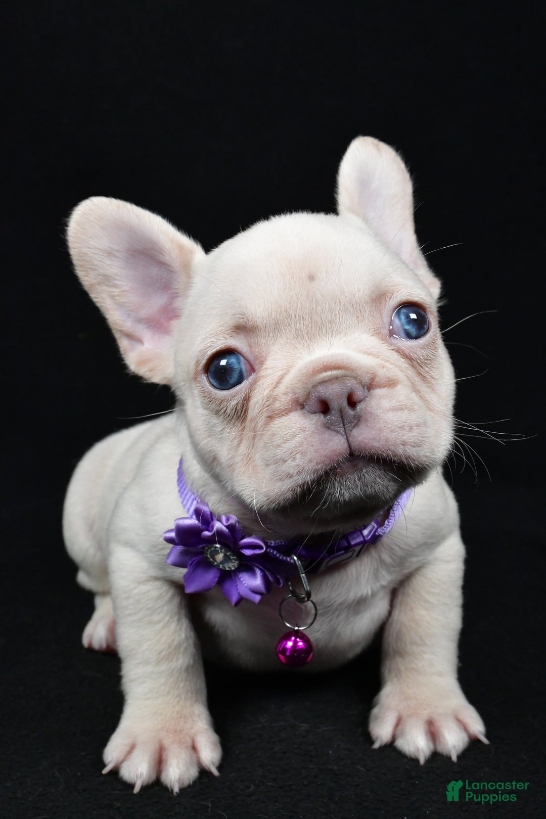 French Bulldog dogs for sale: Willow - Ad 4