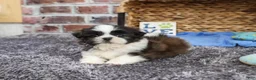 Shih Tzu dogs for sale: Abel - Ad 3