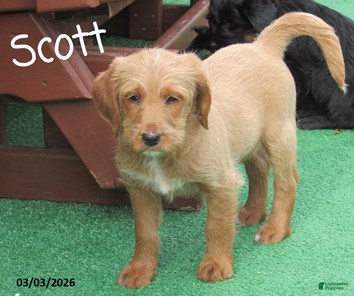 Labradoodle dogs Scott - Ad 1