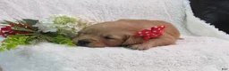 Golden Retriever dogs for sale: LESLIE - Ad 9