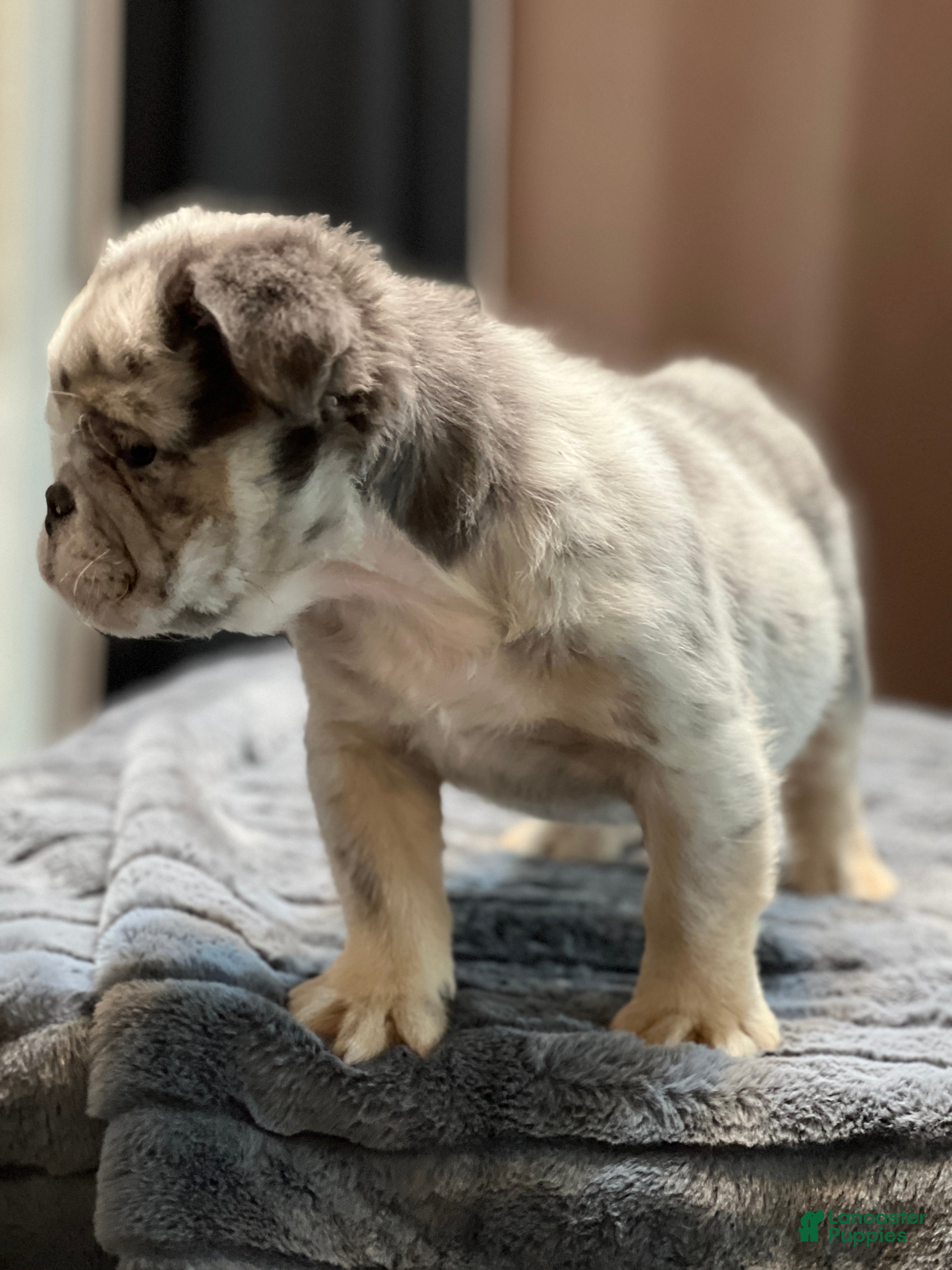 English Bulldog dogs Dreaka - Ad 4