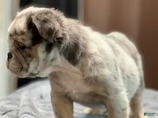 English Bulldog dogs Dreaka - Ad 4