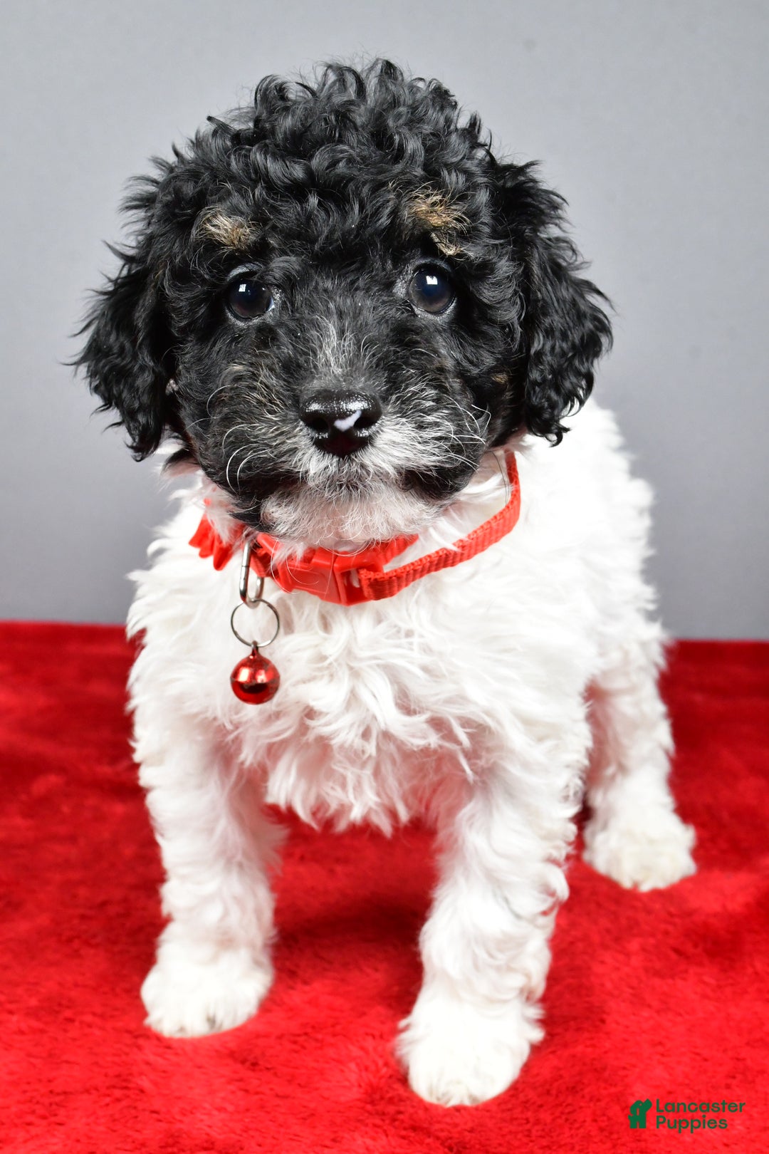 Miniature Poodle dogs for sale: April - Ad 7