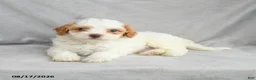 Bichpoo dogs for sale: Ziggy - Ad 9