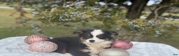 Miniature Australian Shepherd dogs for sale: Taz - Ad 8