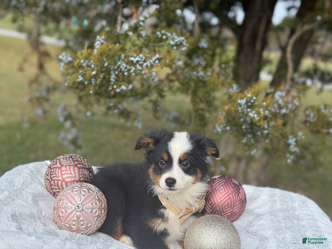 Miniature Australian Shepherd dogs for sale: Taz - Ad 8