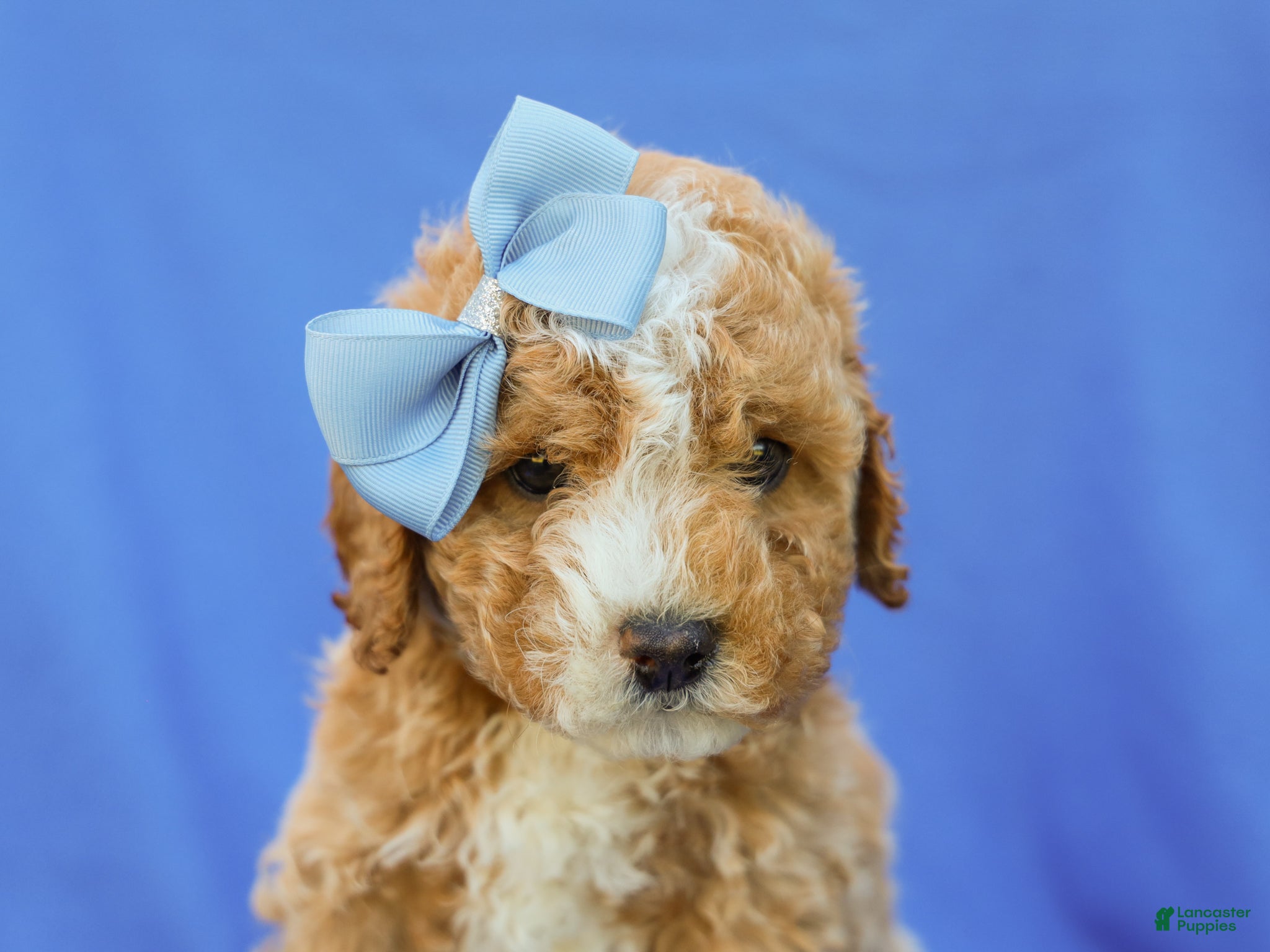 Cavapoo dogs Ian Cavapoo F1B Pup - Ad 1