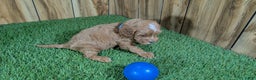 Cavapoo dogs for sale: Mabeline Boy 1 - Ad 3