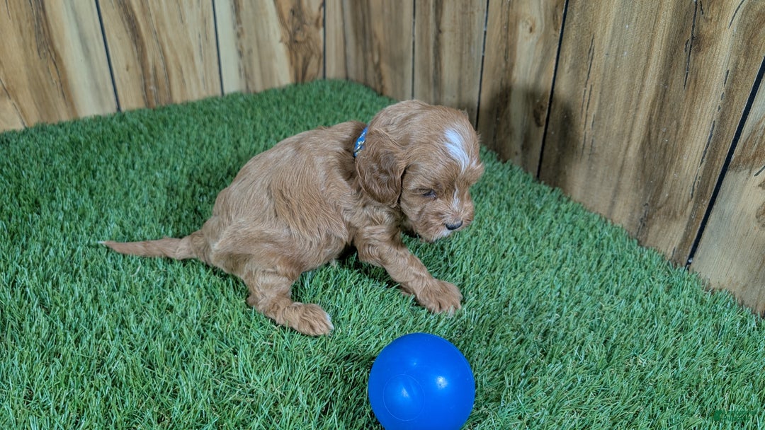 Cavapoo dogs for sale: Mabeline Boy 1 - Ad 3