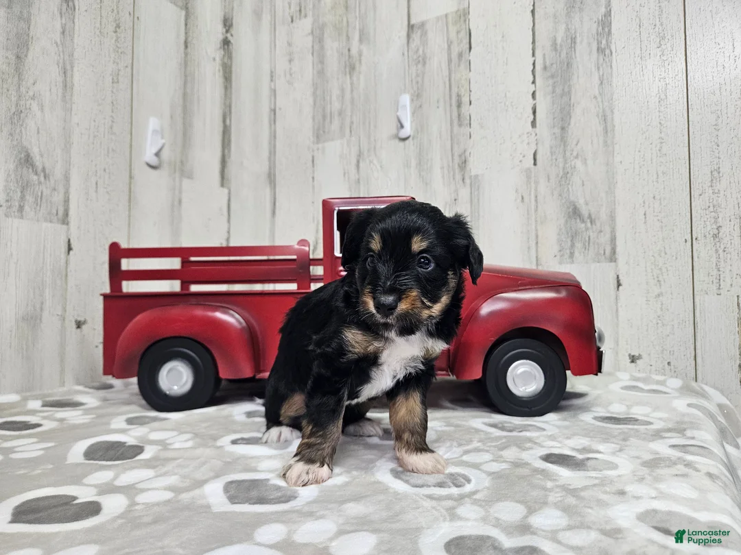 Mini Aussiedoodle dogs for sale: F1 Banana - Ad 2