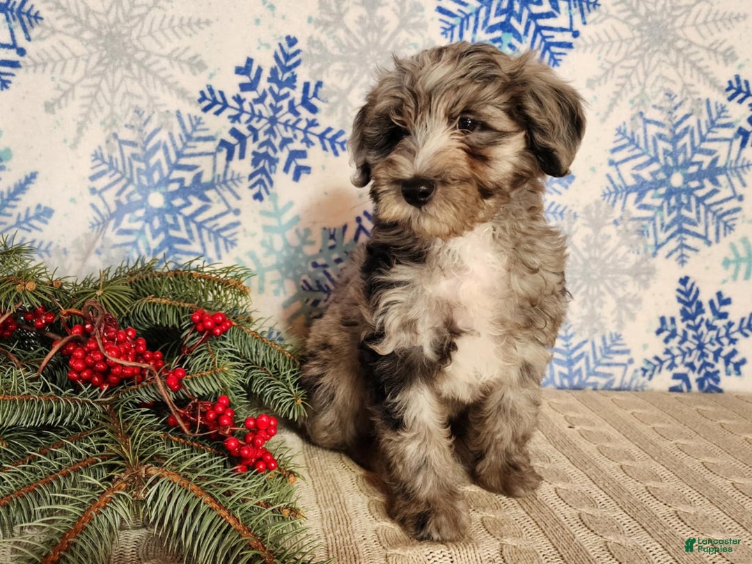 Mini Bernedoodle dogs for sale: Blitz - Ad 18