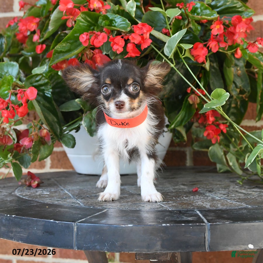 Chihuahua dogs Duke - Ad 2