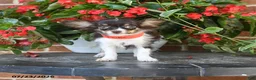 Chihuahua dogs for sale: Duke - Ad 2