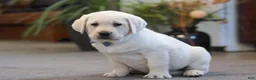 Labrador Retriever dogs for sale: Benny - Ad 3