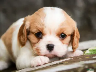 Cavalier King Charles Spaniel dogs for sale: Delilah - Ad 2