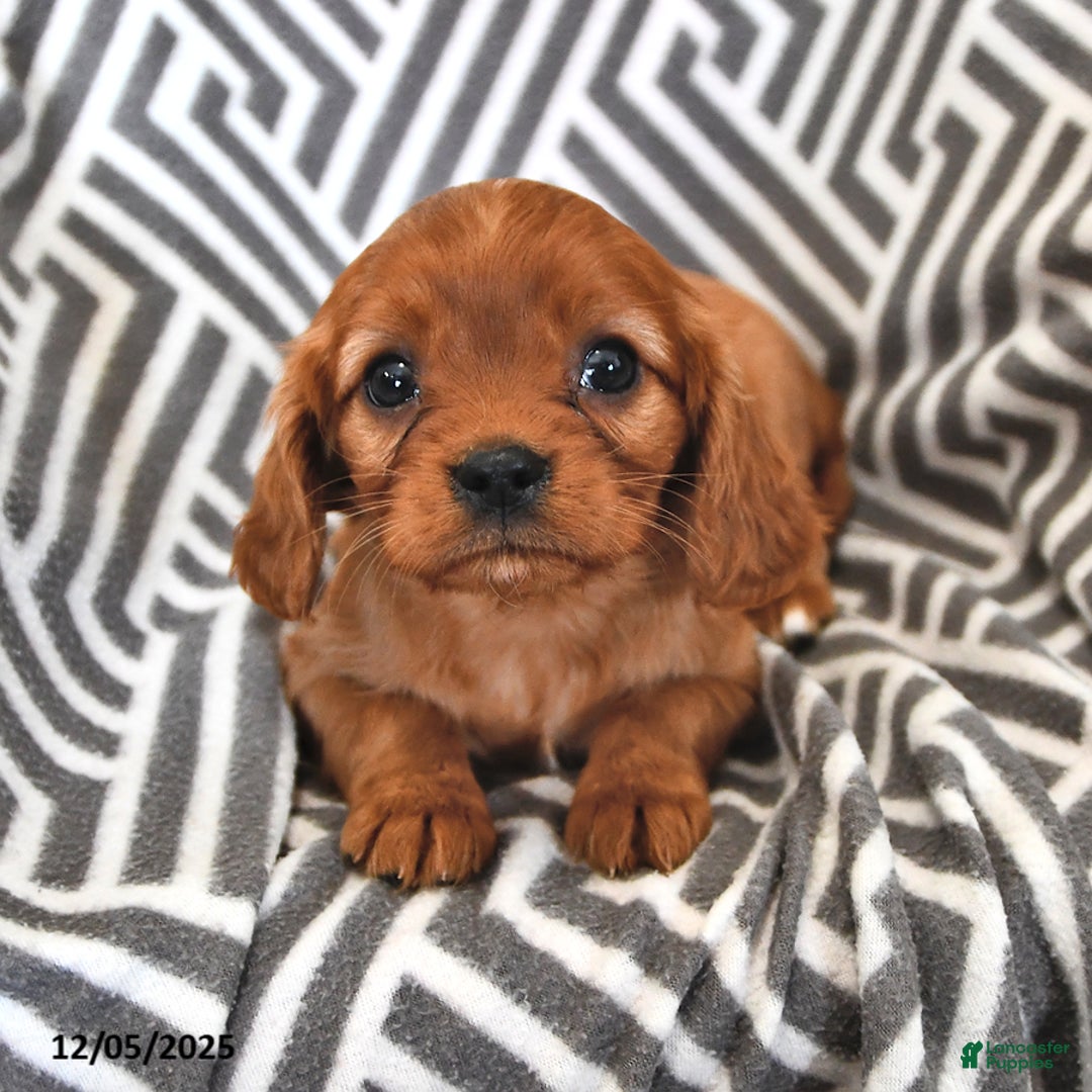Cavalier King Charles Spaniel dogs for sale: Pearl - Ad 2
