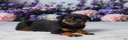 Rottweiler dogs for sale: Raven - Ad 4