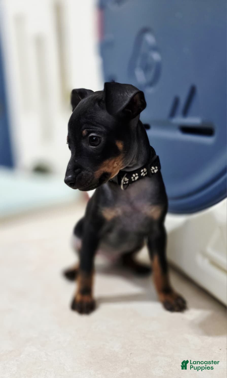 Miniature Pinscher dogs for sale: Black - Ad 2