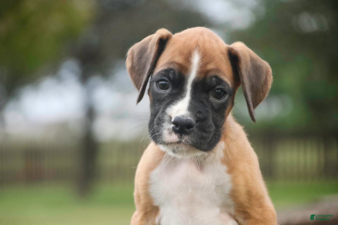 Boxer dogs for sale: Clover - Ad 4