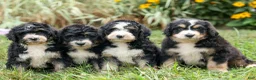 Bernedoodle dogs for sale:  Darla   - Ad 11