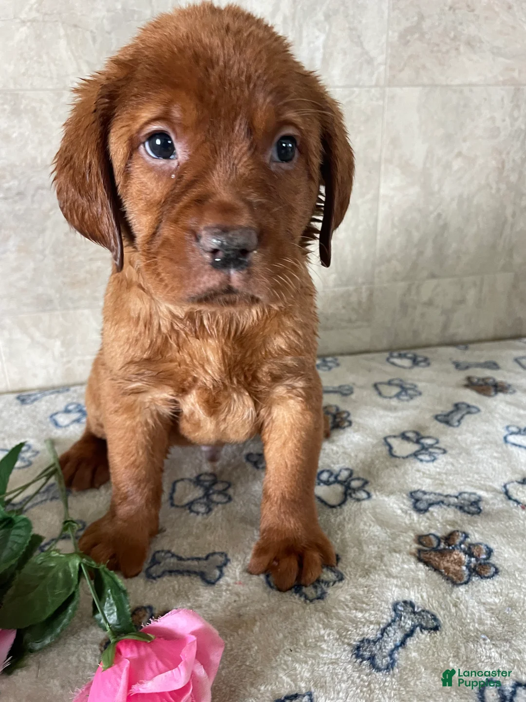 Labrador Retriever dogs for sale: Beckham - Ad 2