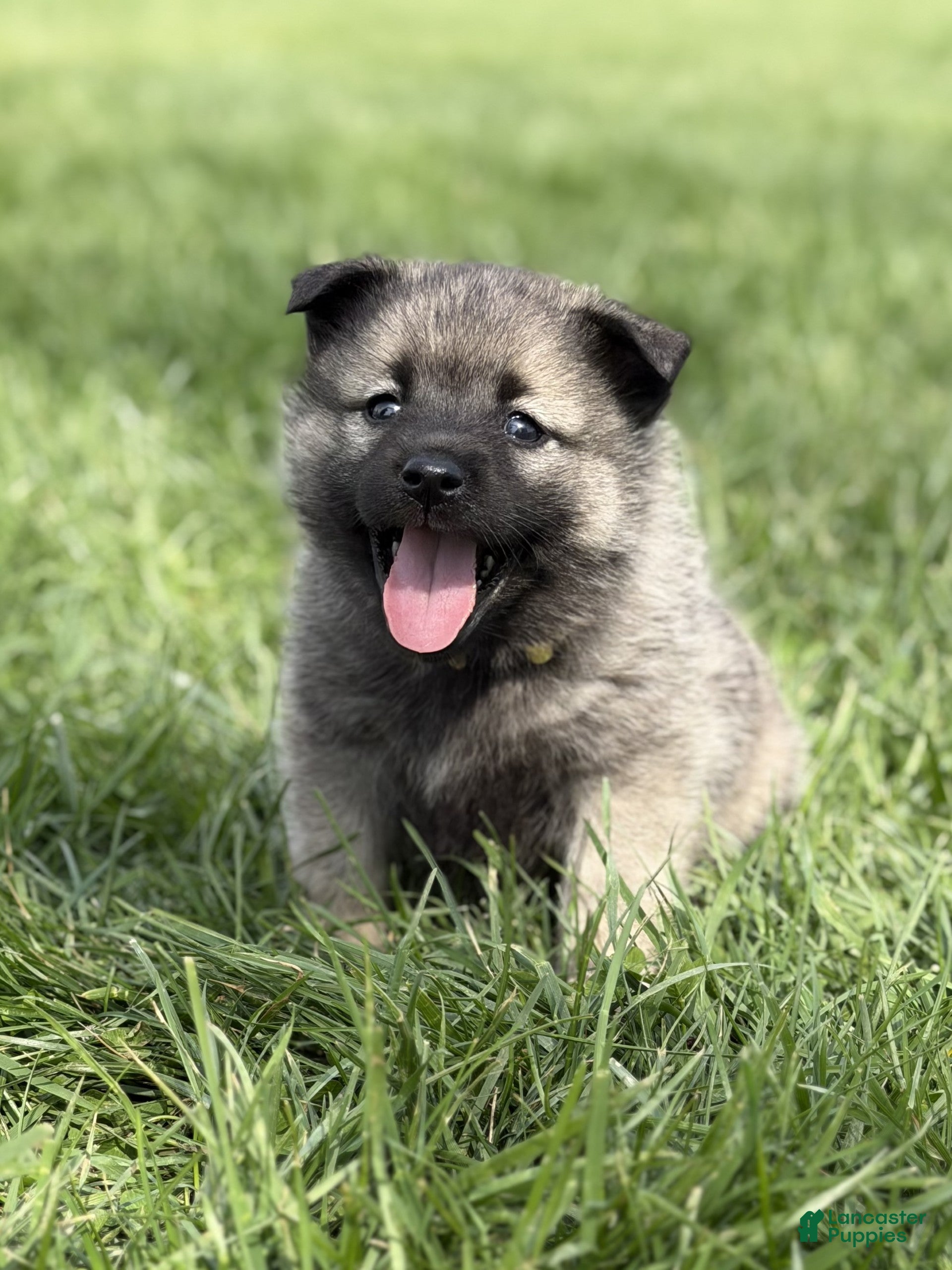 Norwegian Elkhound dogs Miss Yellow - Ad 1
