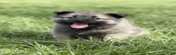 Norwegian Elkhound dogs for sale: Miss Yellow - Ad 4
