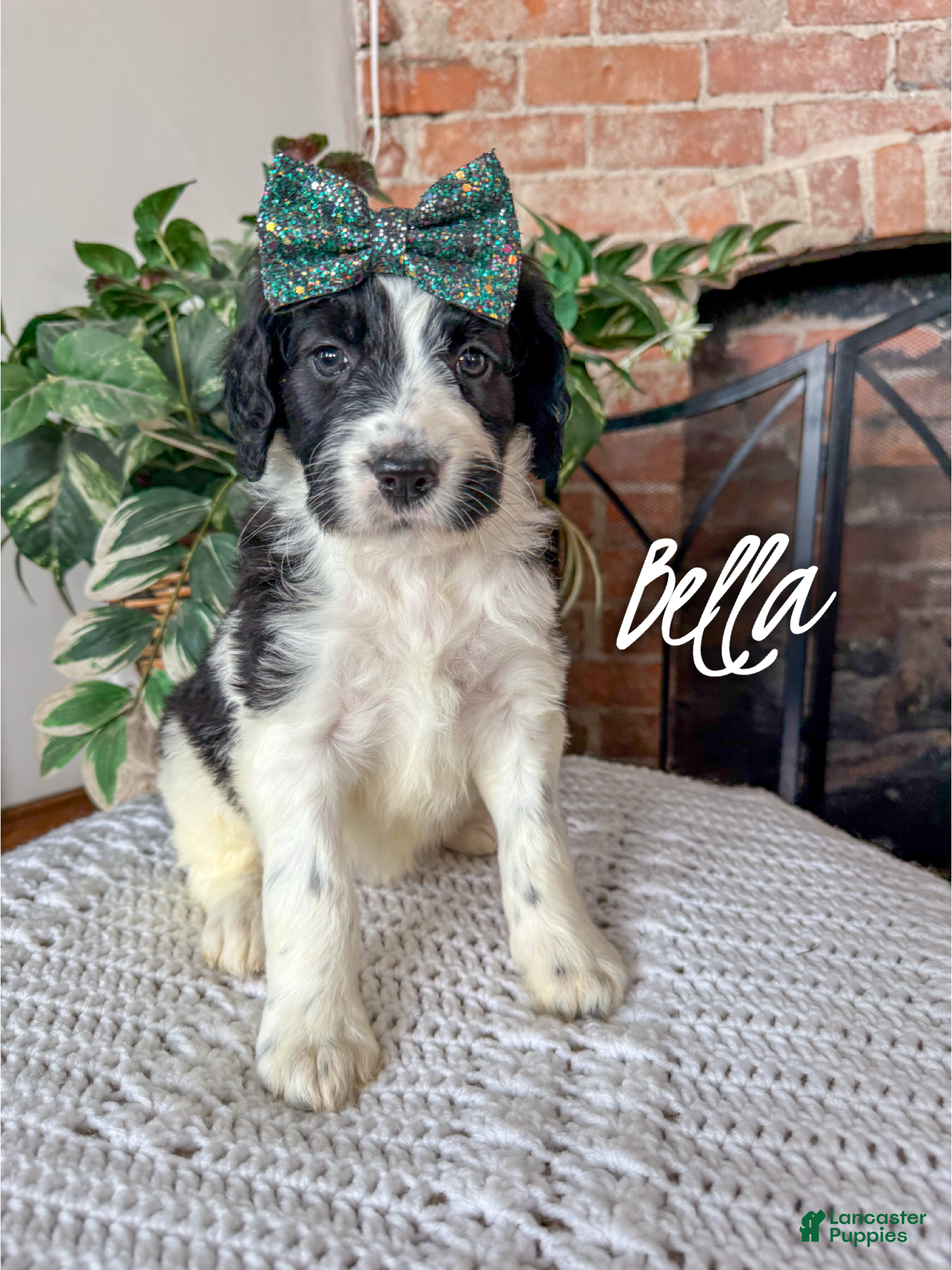 Mixed Breed dogs Bella - Ad 7