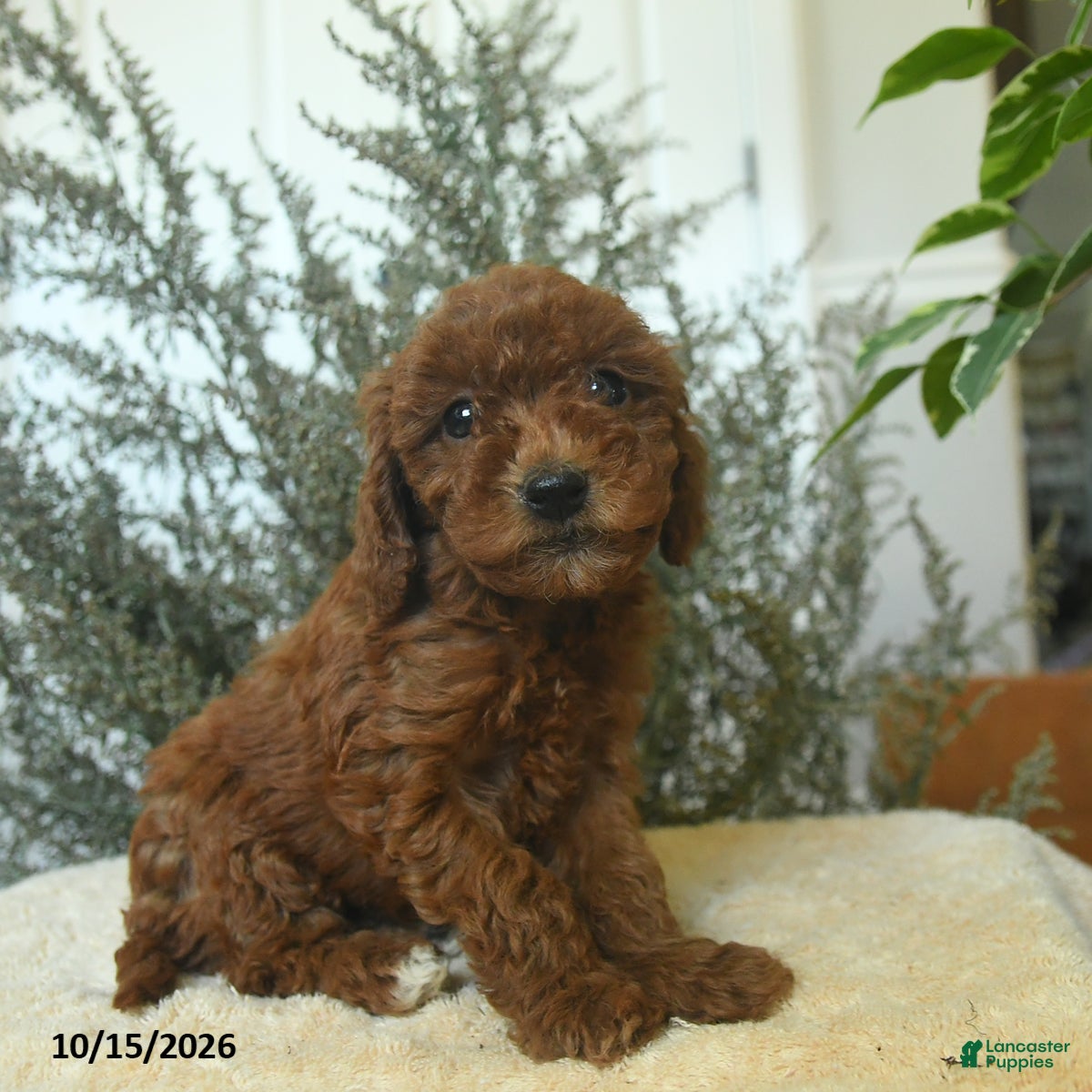 Miniature Poodle dogs Millie - Ad 2