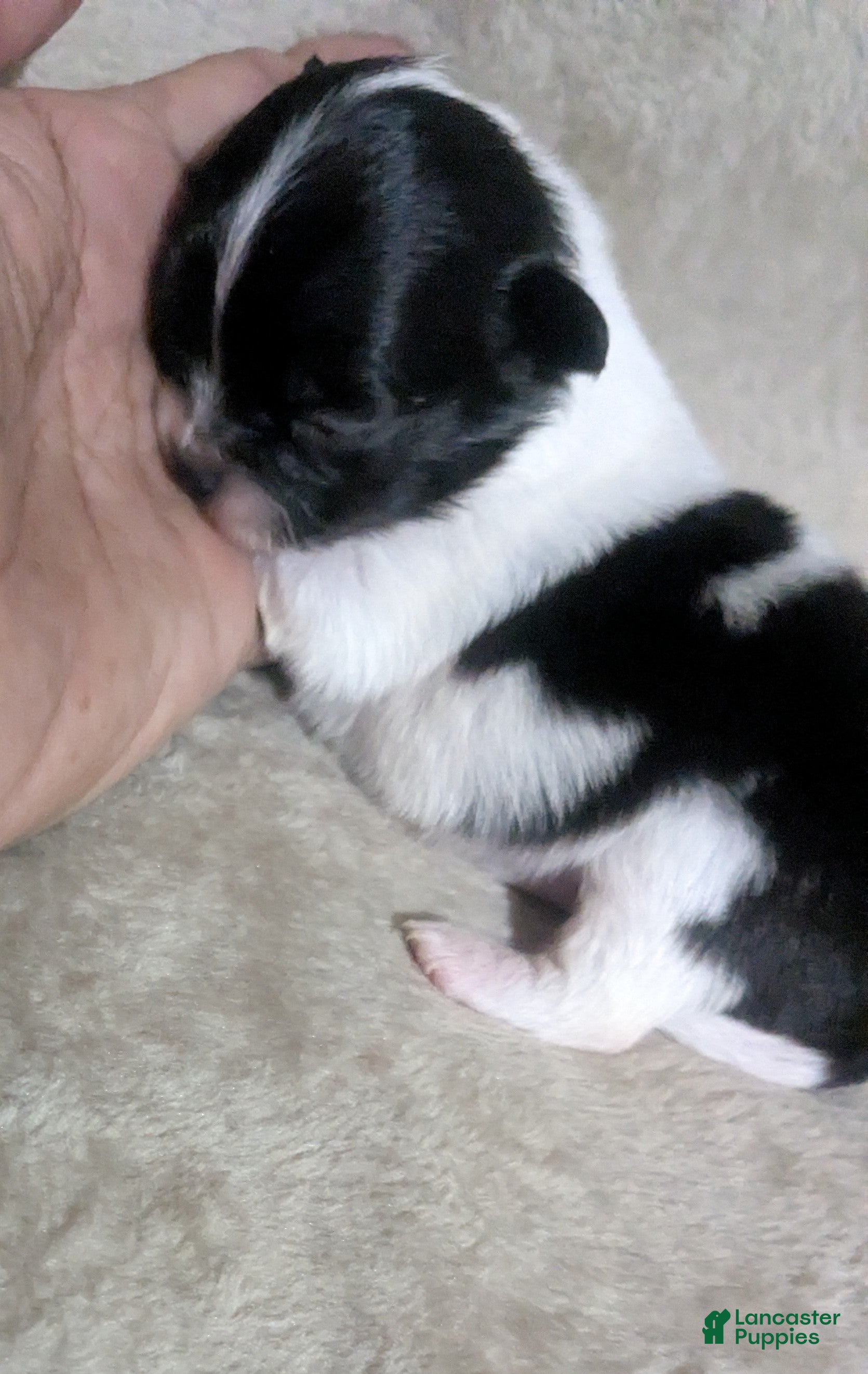 Chihuahua dogs Tiny LC Apple Head Oreo  - Ad 12