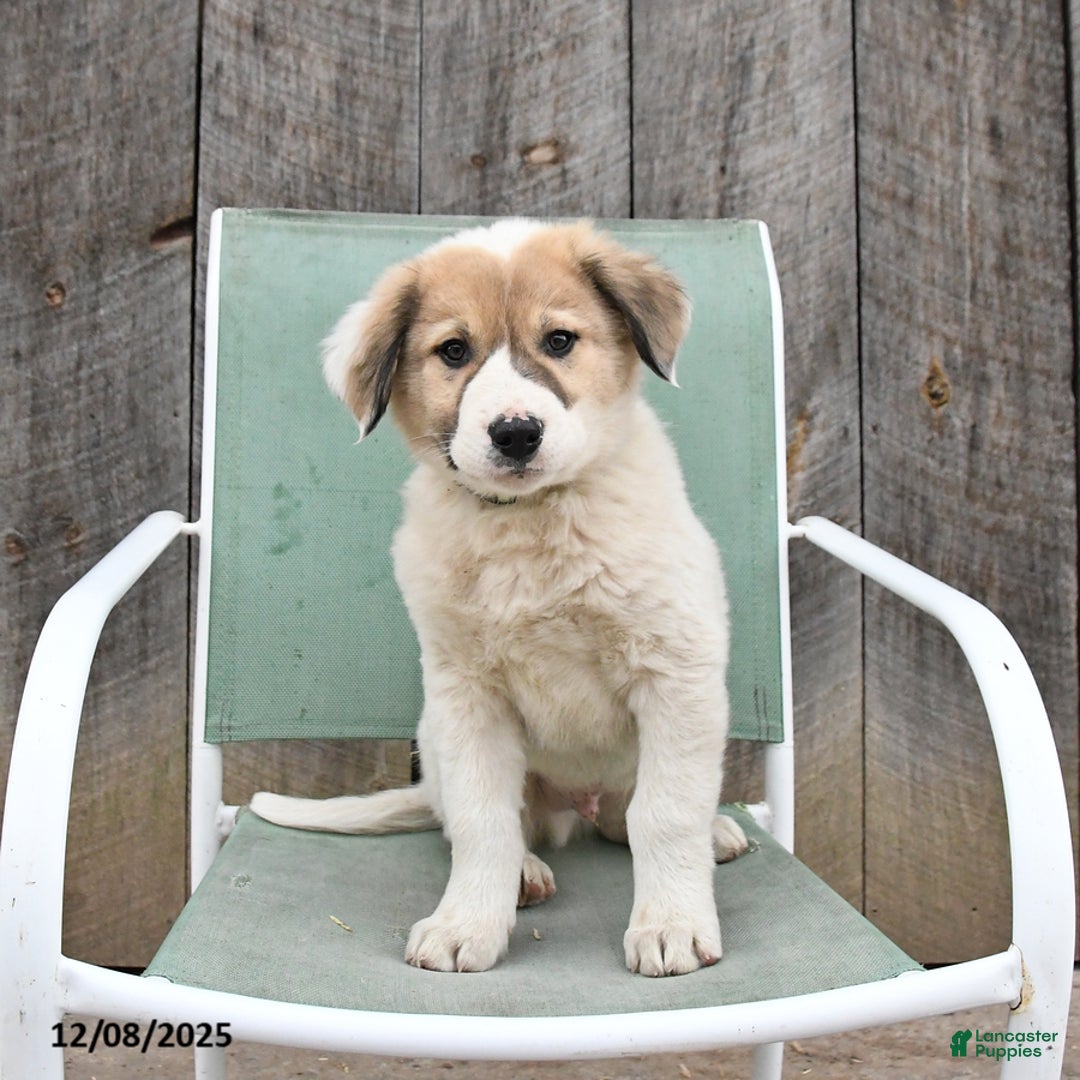 Mixed Breed dogs for sale: Birch - Ad 2