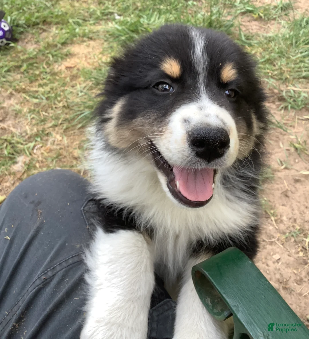 Australian Shepherd dogs for sale: Australian Shepherd Puppy 1 - Ad 2