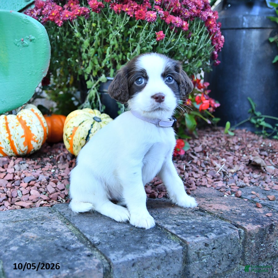English Springer Spaniel dogs Angel - Ad 2