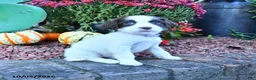 English Springer Spaniel dogs for sale: Angel - Ad 2