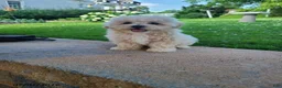 Bichpoo dogs for sale: Laney - Ad 4