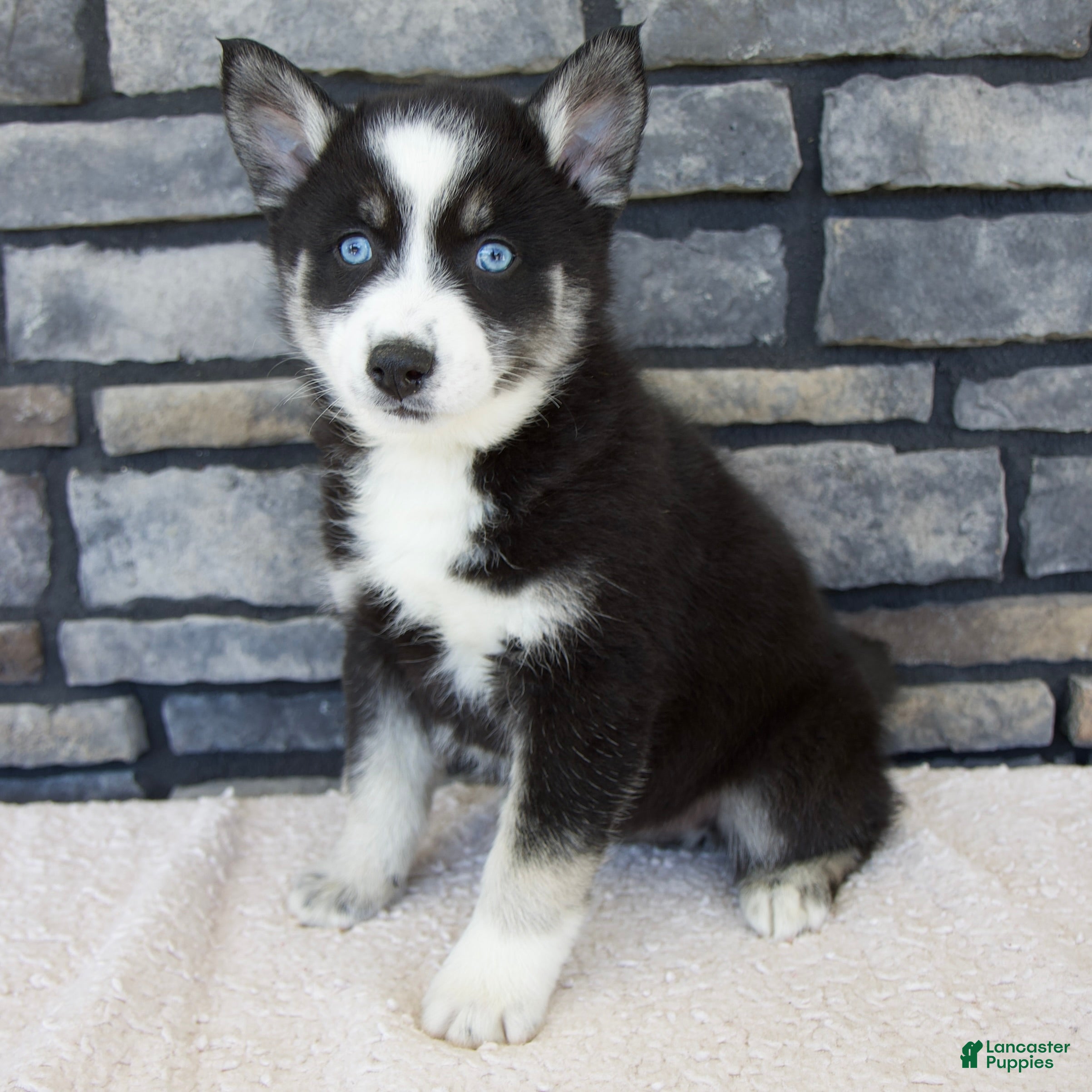 Pomsky dogs Farley - Ad 1