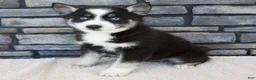 Pomsky dogs for sale: Farley - Ad 1