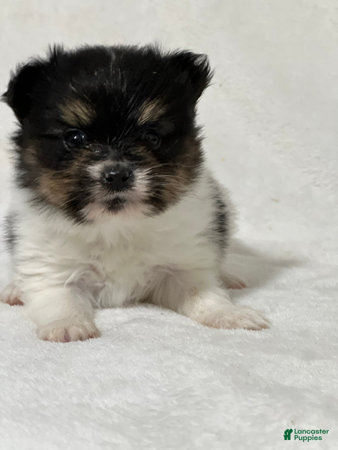 Papillon dogs for sale: Nuggets - Ad 4